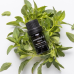 APIVITA ESSENTIAL OILS BASIL 5ml